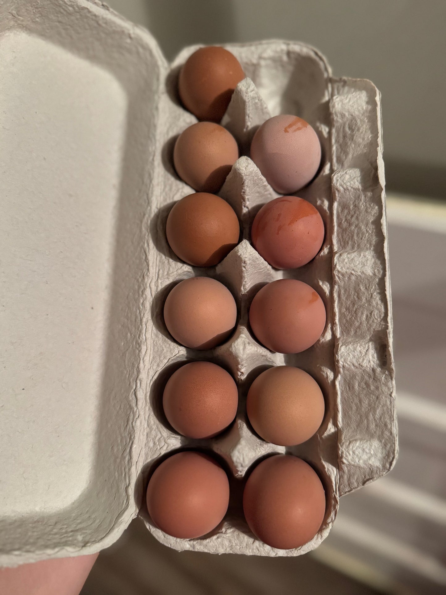 Heavy Bloom F1 Olive Hatching Eggs