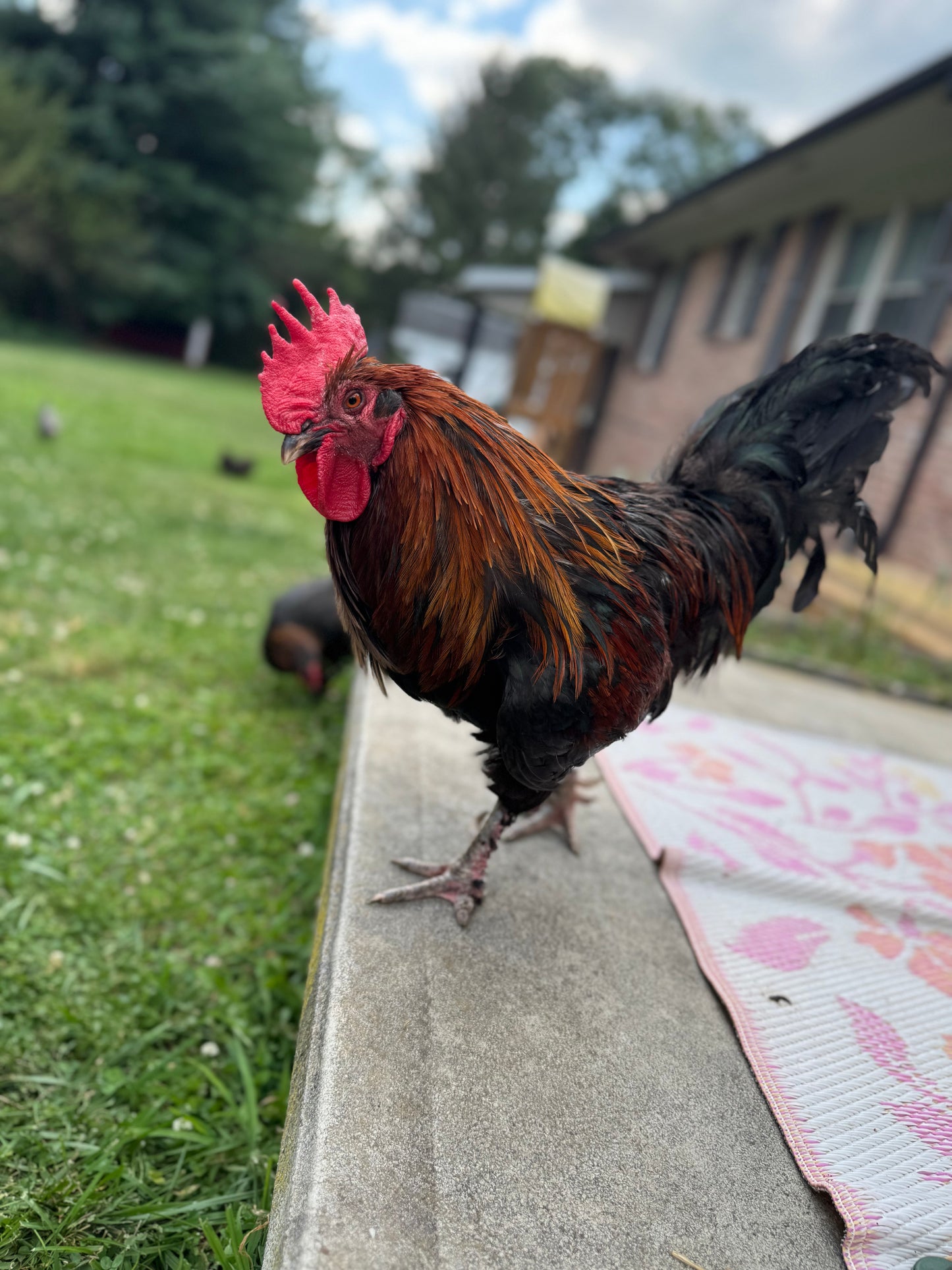 Black Copper Marans Hatching Eggs