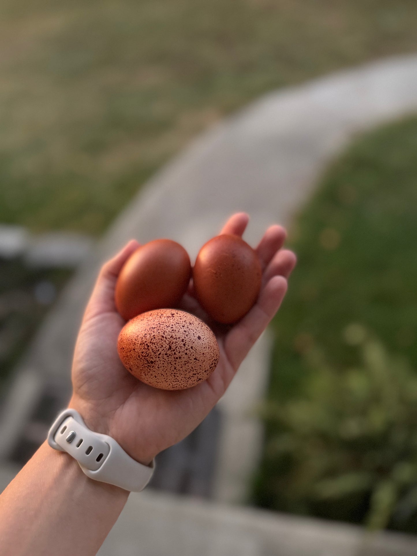 Black Copper Marans Hatching Eggs