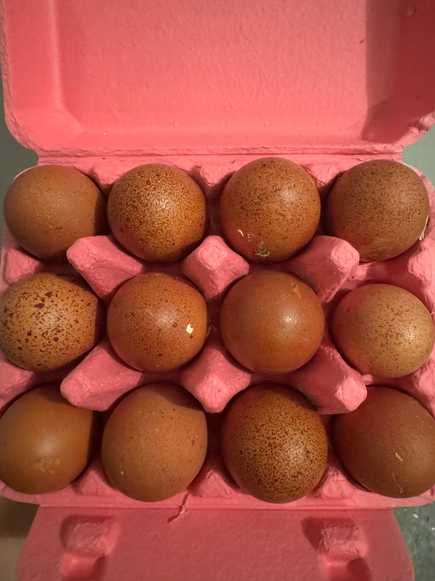Black Copper Marans Hatching Eggs