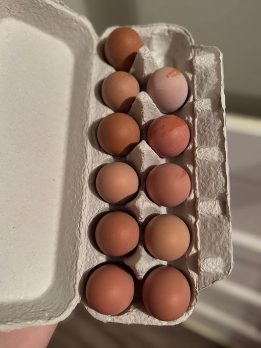 Heavy Bloom F1 Olive Hatching Eggs